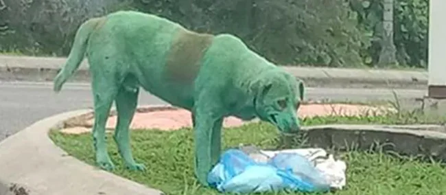 Cane dipinto di verde: caos